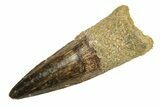 Fossil Spinosaurus Tooth - Gorgeous Enamel! #258963-1